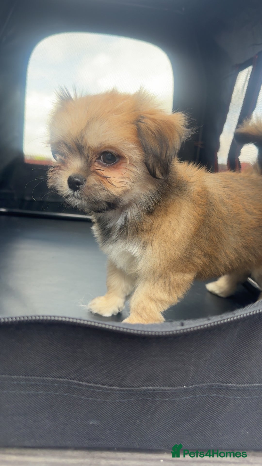 Mixed Breed dogs for sale: Tini Malchi puppies  - Image 7