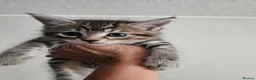 Maine Coon cats for sale: Maine Coon kittens - no papers - Advert 3