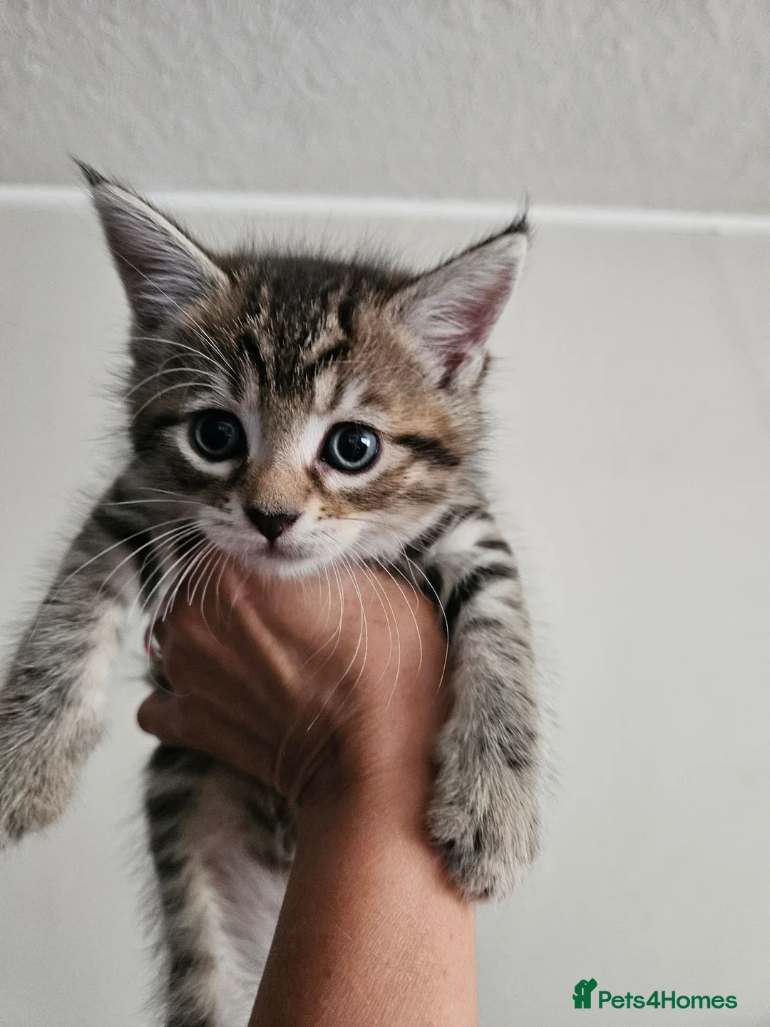 Maine Coon cats for sale: Maine Coon kittens - no papers - Advert 3