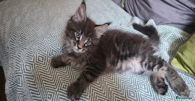Maine Coon cats - Advert 6