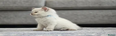 British Shorthair Light Blue Collar 