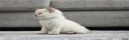 British Shorthair cats for sale: Beautiful White British Shorthair adorable Kittens - Advert 25