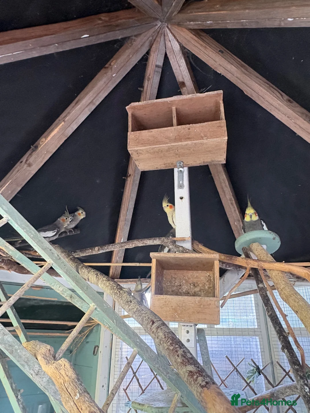 Cockatiels birds for sale: Baby cockatiels/breeding pair and finches - Advert 7