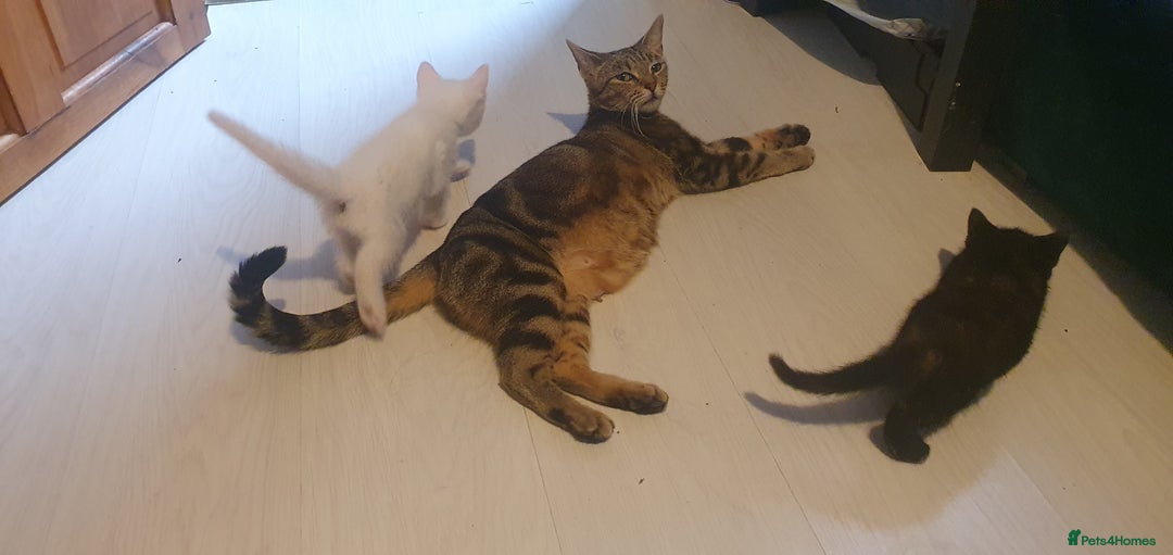 Turkish Angora cats for sale: Short angora with  bengal Toby mum - Image 5