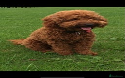 Cavapoo dogs for stud: Extensively Heath Tested Deep Red Min Poodle in Mansfield - Image 2