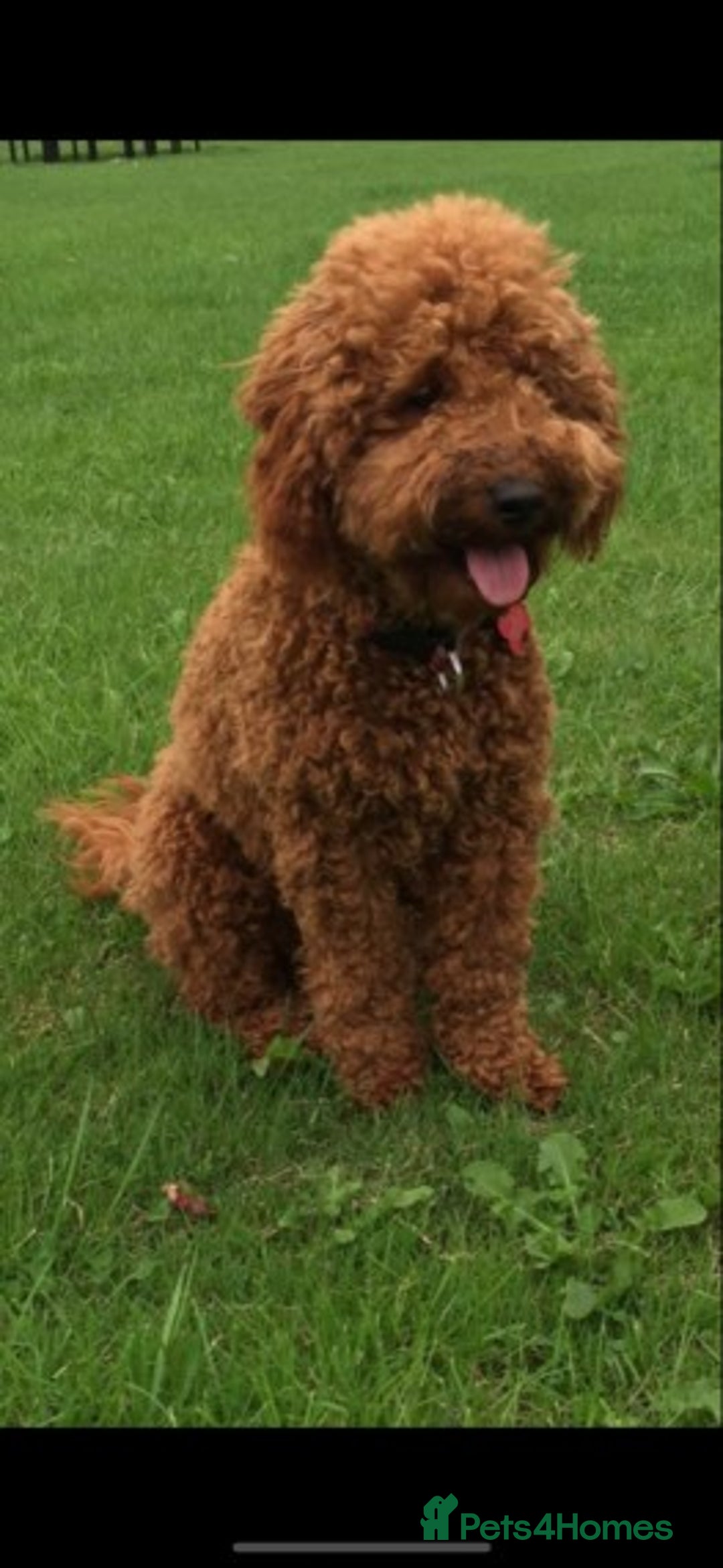 Cavapoo dogs for stud: Extensively Heath Tested Deep Red Min Poodle in Mansfield - Image 2