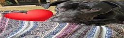 Mixed Breed dogs for sale: Lab/staffy cross in Leeds - Advert 3