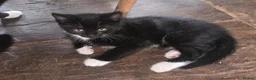 Mixed Breed cats for sale: Beautiful black and white male kitten for sale.  - Advert 3