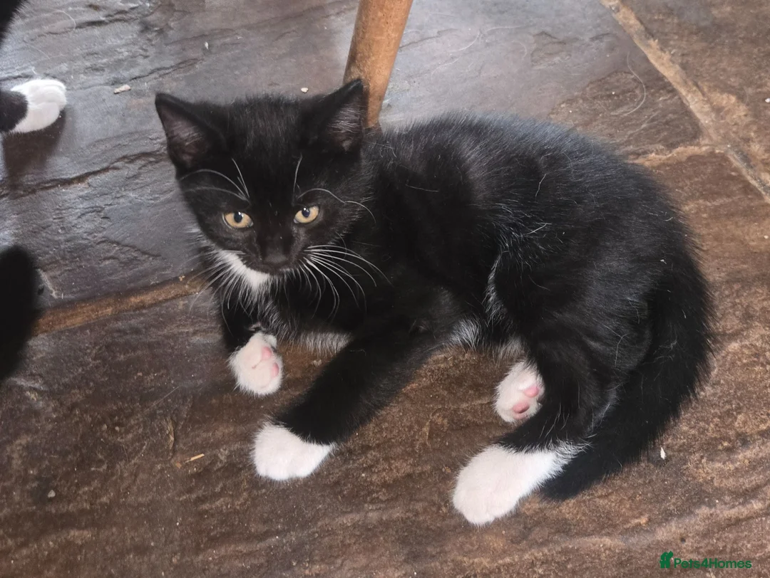 Mixed Breed cats for sale: Beautiful black and white male kitten for sale.  - Advert 3