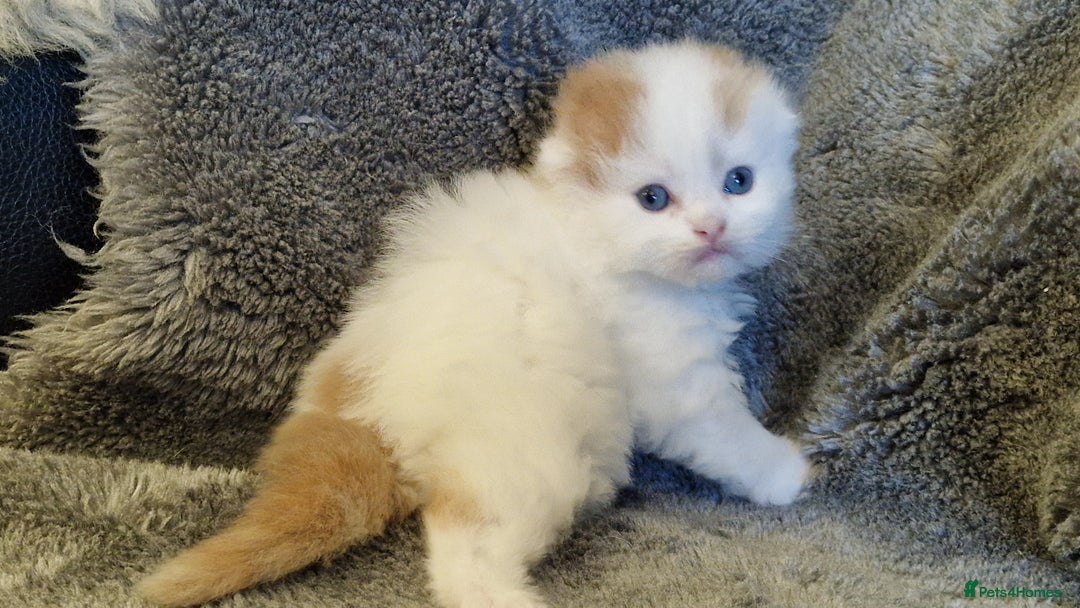 Scottish Fold cats for sale: Six little wonders looking for a new home - Image 3