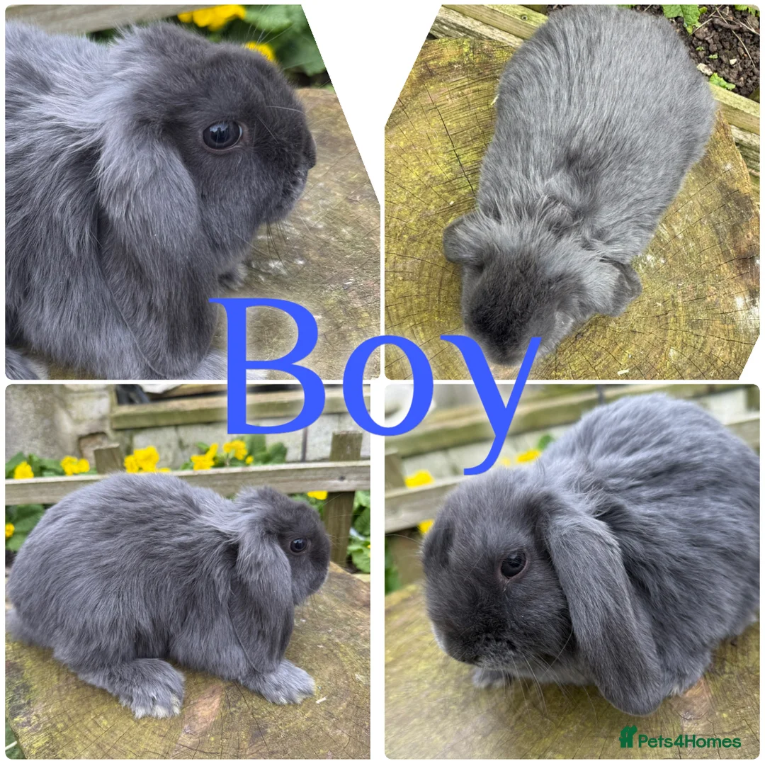 Mini Lop rabbits for sale: Beautiful Baby Mini Lop Rabbits For Sale 8 Weeks  - Advert 4