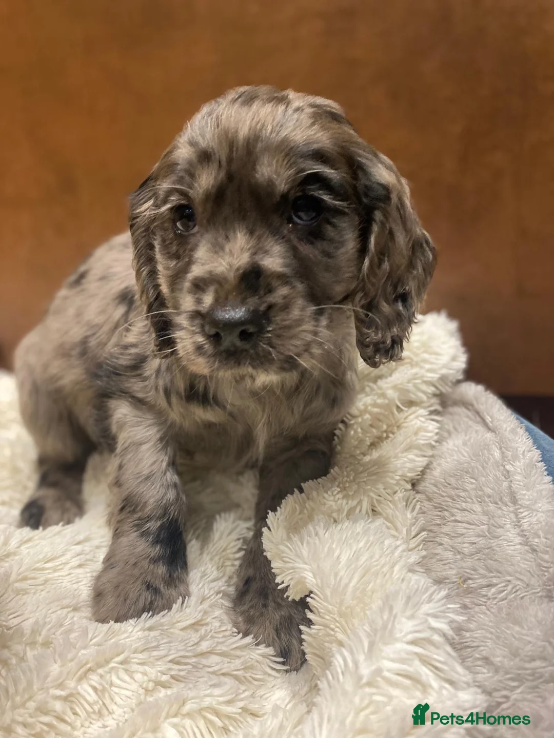 Cocker Spaniel dogs for sale: 🐶 COCKER SPANIEL PUPPIES 🐶  - Advert 3