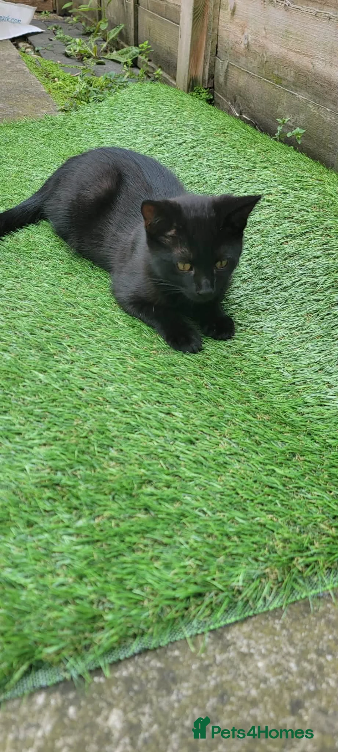 Mixed Breed cats for sale: Cat and kitten  in Derby - Advert 4