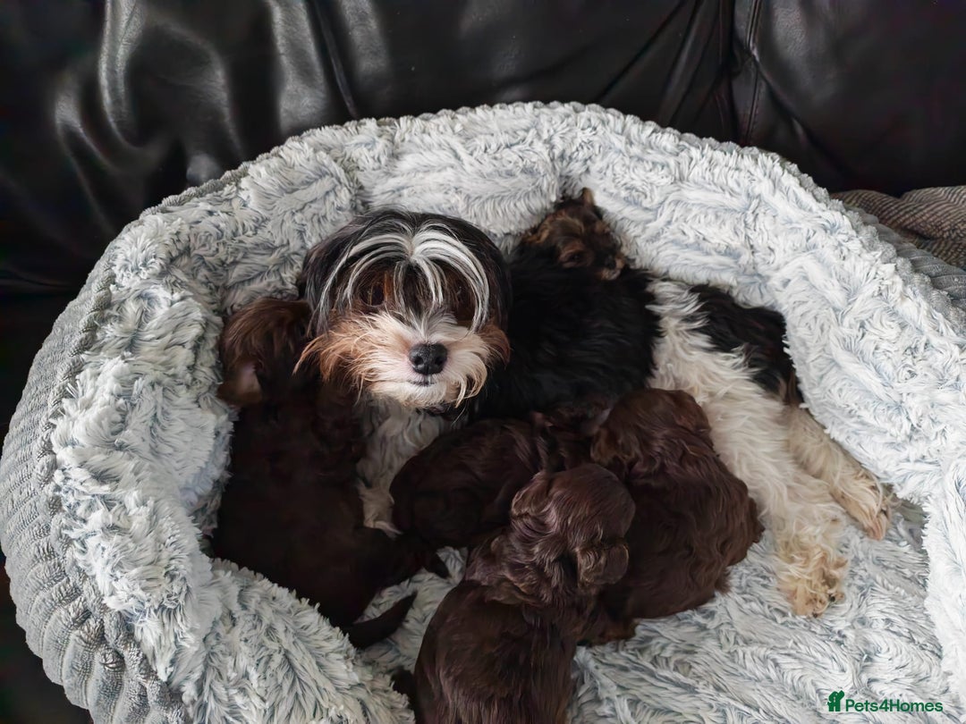 Yorkshire Terrier dogs for sale: Biewer Terrier pups - Image 2