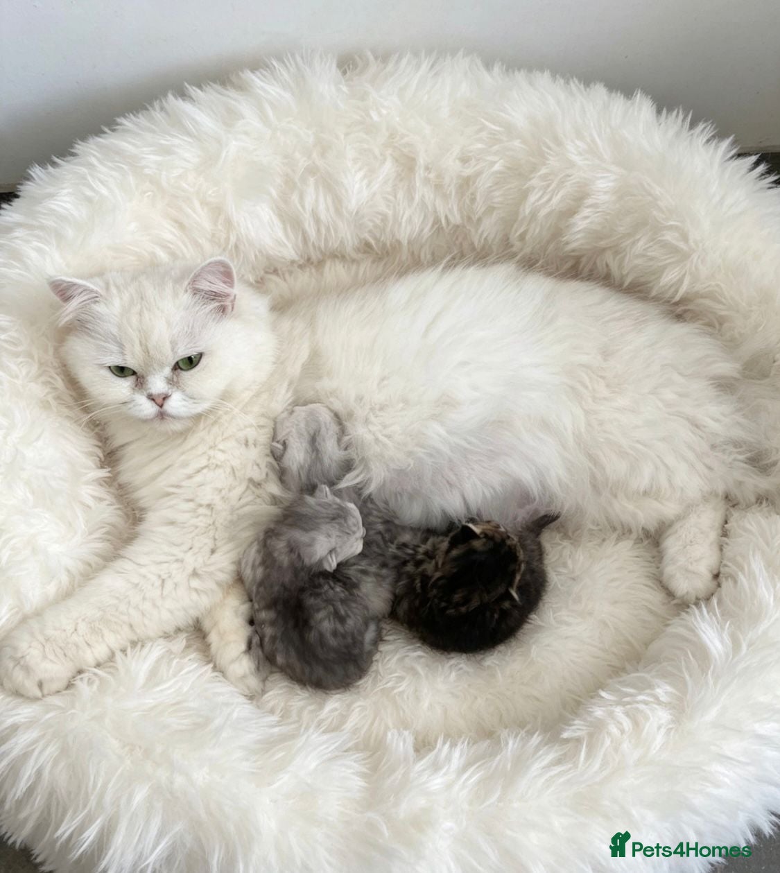 Persian cats Beautiful doll-face Persian Chinchilla kittens - Advert 6