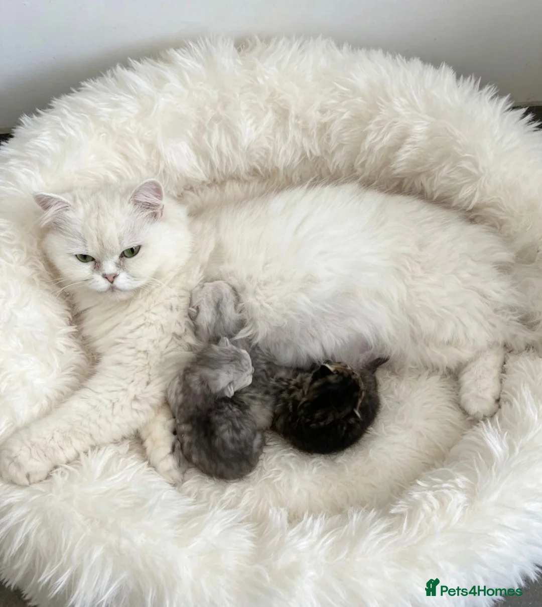 Persian cats for sale: Beautiful doll-face Persian Chinchilla kittens in Slough - Advert 1
