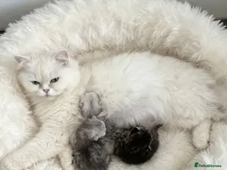 Persian cats Beautiful doll-face Persian Chinchilla kittens - Advert 6