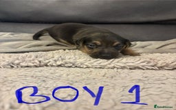 Jack Russell dogs for sale: 8 beautiful Jack Russell puppies 5 boys 3 girls - Image 2