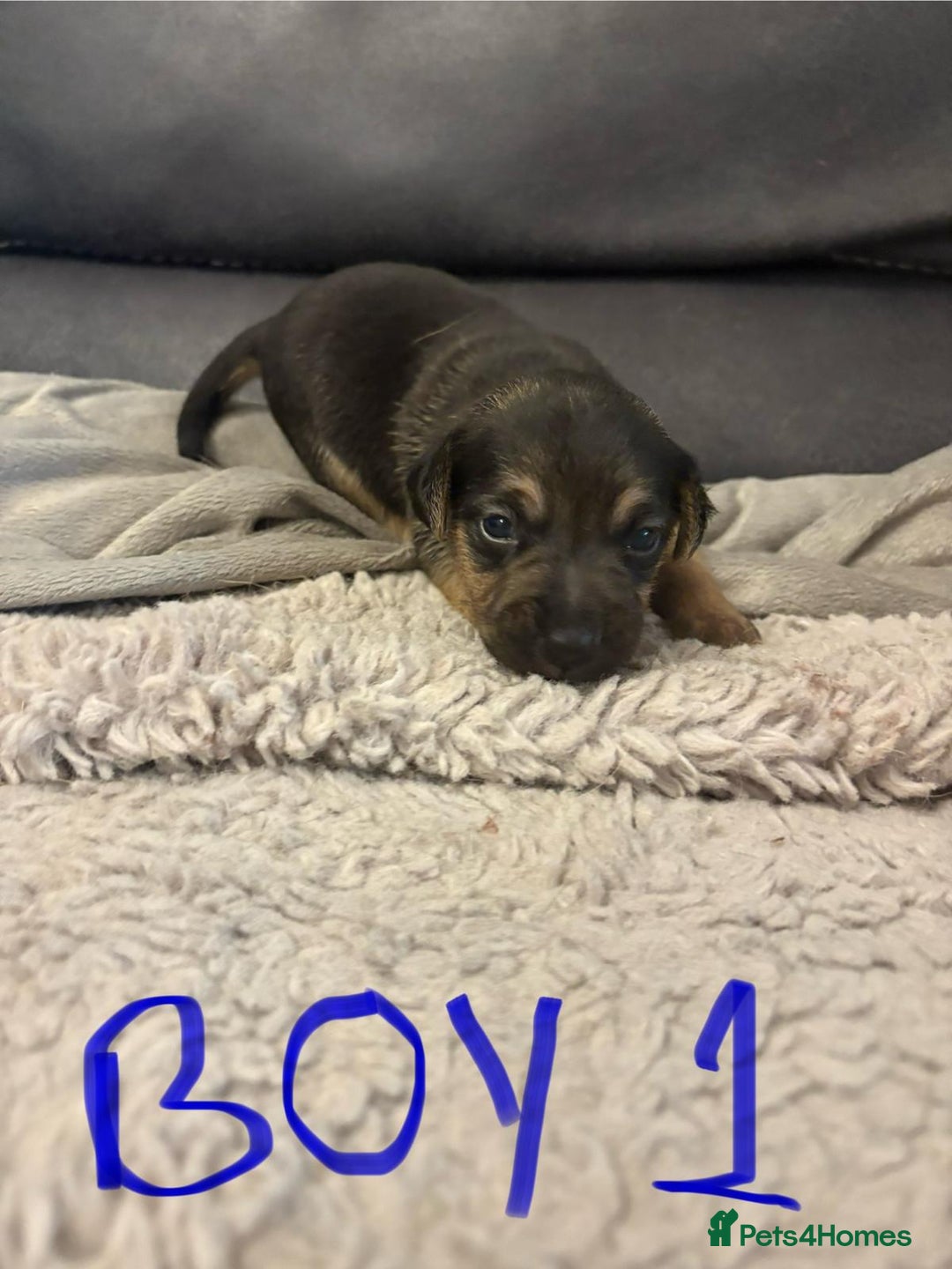 Jack Russell dogs for sale: 8 beautiful Jack Russell puppies 5 boys 3 girls - Image 2