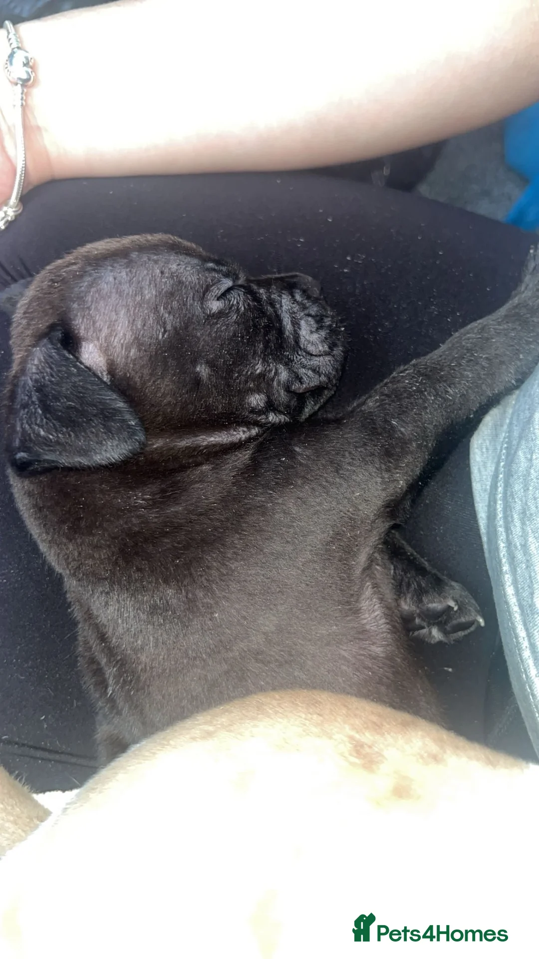 Staffordshire Bull Terrier dogs for sale: 3/4 Staffy 1/4 pocket bully - Advert 9