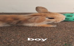 Mini Lop rabbits for sale: 4x gorgeous mini lop bunnies - Image 5