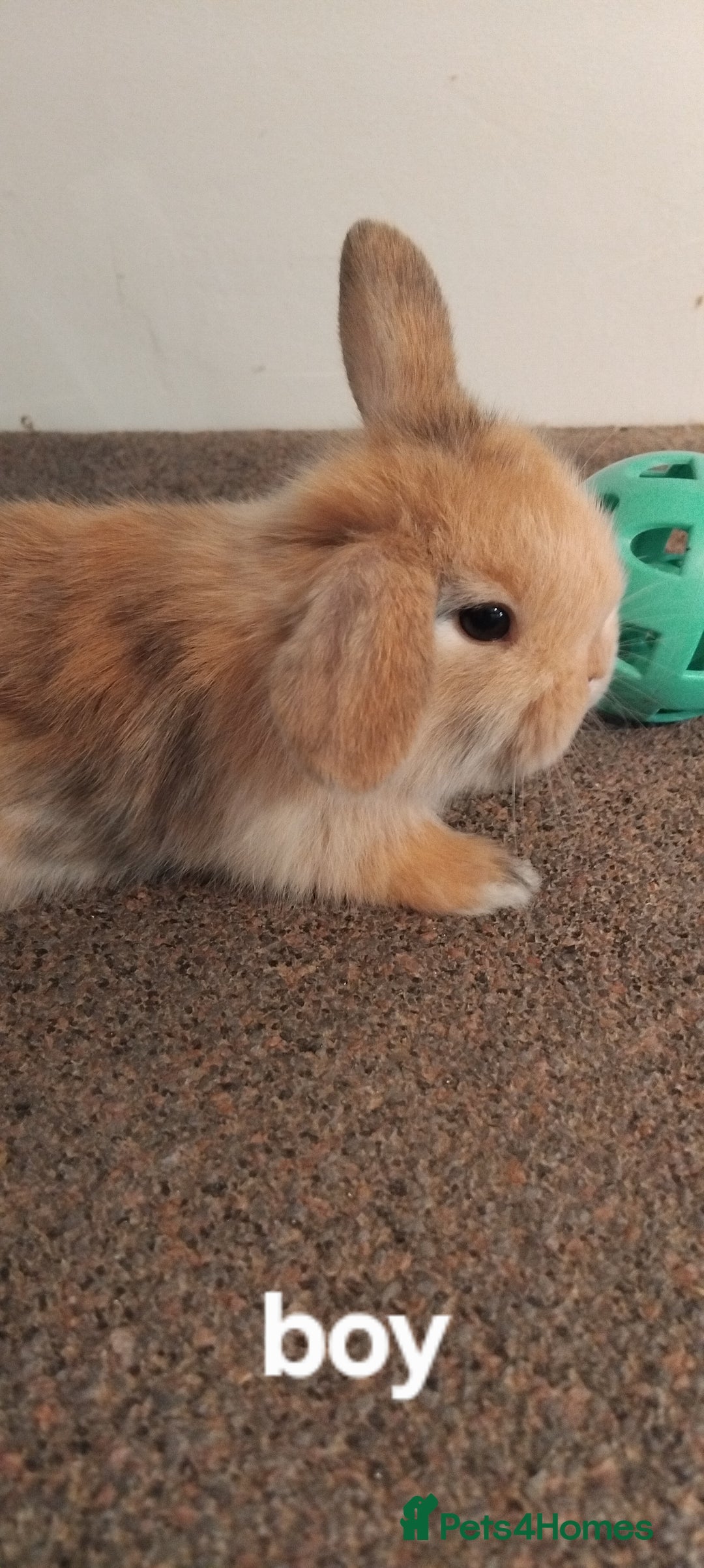 Mini Lop rabbits for sale: 4x gorgeous mini lop bunnies - Image 5
