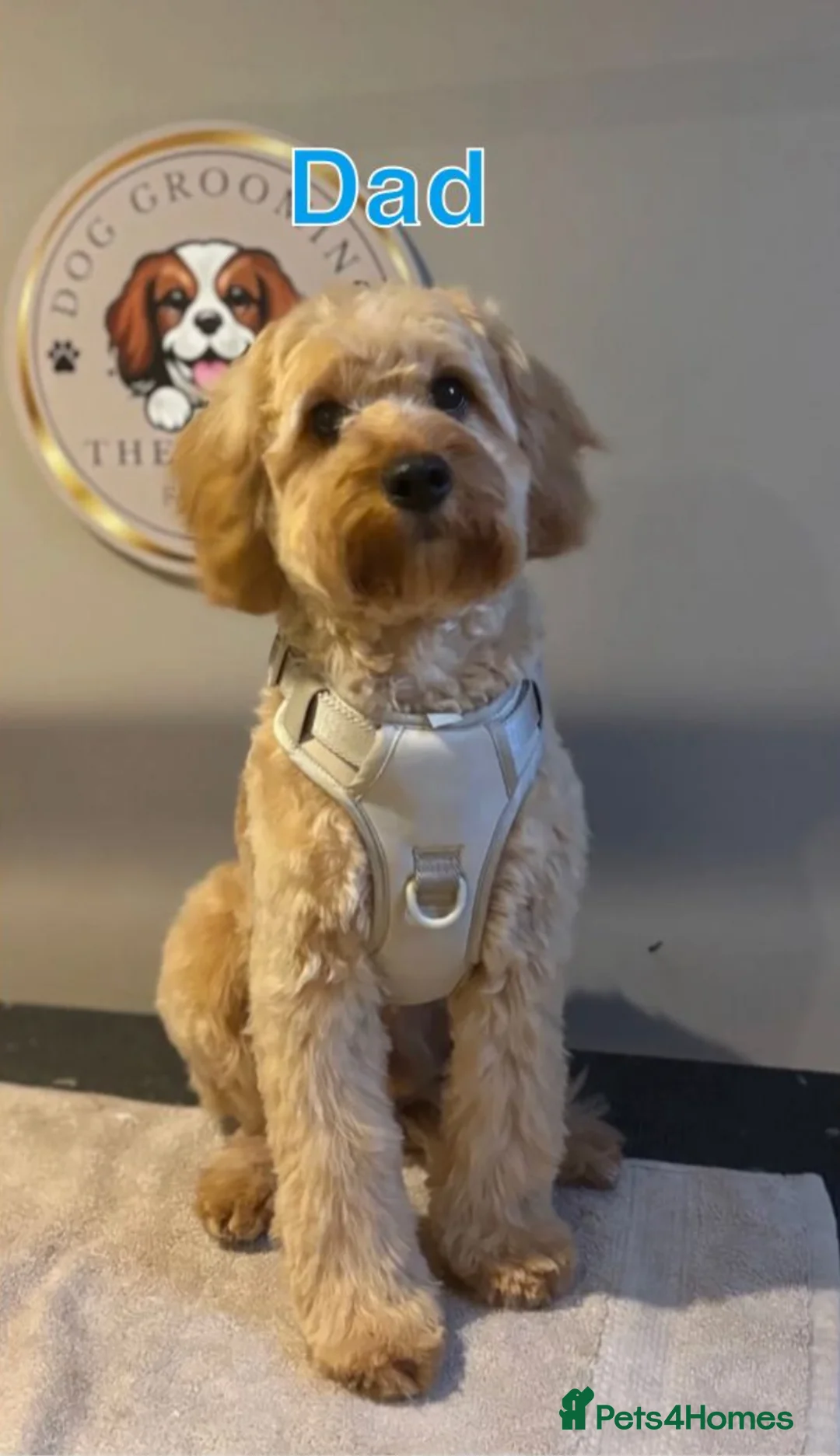 Cavapoo dogs for sale: Cavapoo Puppies 🐶  - Advert 7