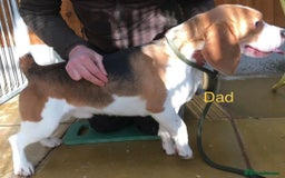 Beagle dogs for sale: Adorable Puppies - Advert 3