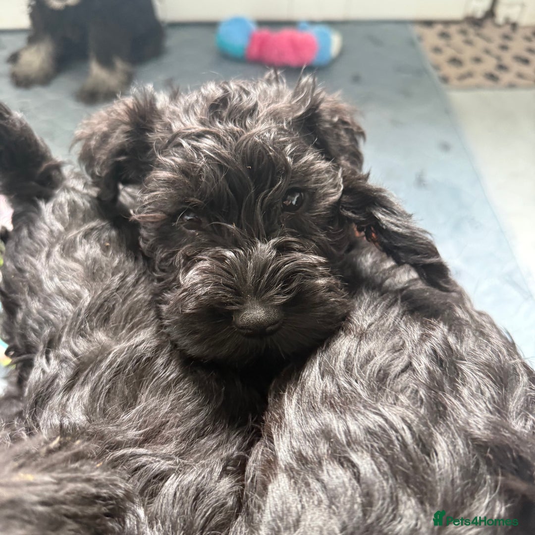 Miniature Schnauzer dogs for sale: health tested parents  - Image 23