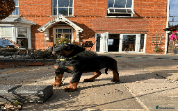 Dobermann dogs for sale: Ready now, Outstanding KC Reg Dobermann puppies - Image 37