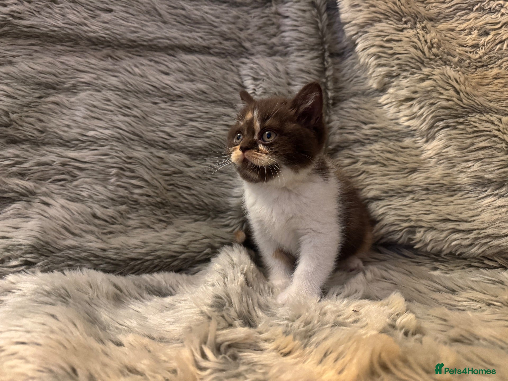 British Shorthair cats Stunning Gccf Registered British shorthair kittens - Advert 1
