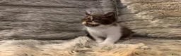British Shorthair cats for sale: Stunning Gccf Registered British shorthair kittens - Advert 1