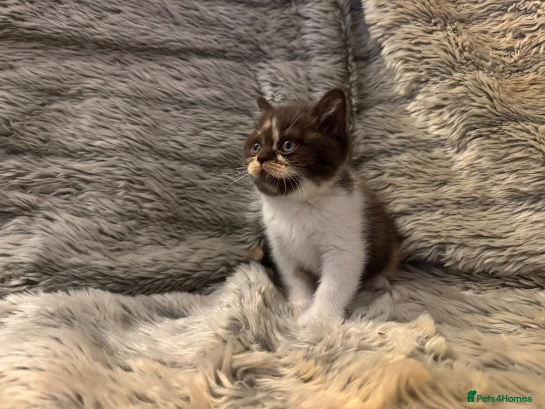 British Shorthair cats for sale: Stunning Gccf Registered British shorthair kittens - Advert 1