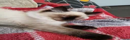 Ragdoll cats for sale: Ragdoll kittens for sale  - Advert 9