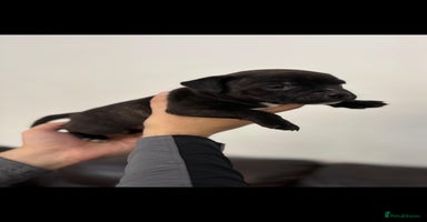 Staffordshire Bull Terrier dogs Adorable KC champion bred black staffy puppy's  - Advert 11