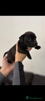 Staffordshire Bull Terrier dogs Adorable KC champion bred black staffy puppy's - Advert 11