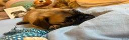 Mixed Breed dogs for sale: Pug Tzu puppies 🐶  in London - Advert 4