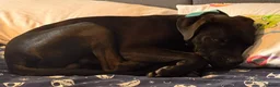Mixed Breed dogs for sale: Mix breed  in Mansfield - Advert 4