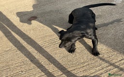 Labrador Retriever dogs for sale: KC registered Labrador for Sale - Image 4