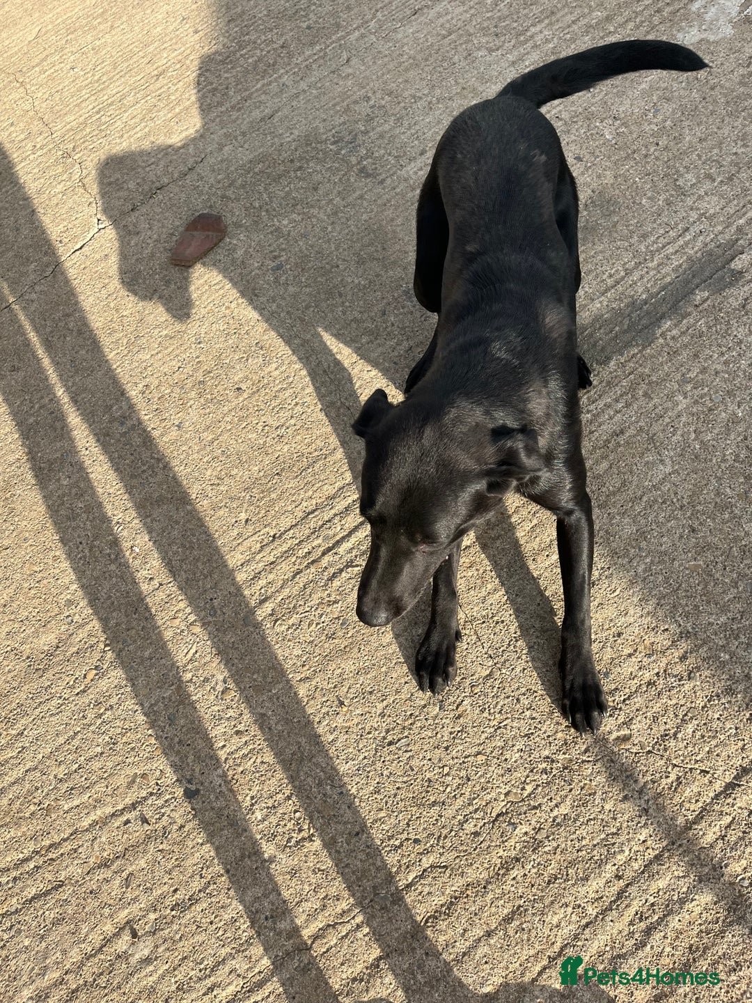 Labrador Retriever dogs for sale: KC registered Labrador for Sale - Image 4