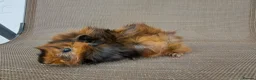 Guinea Pig rodents for sale: Baby guineas in Norwich - Advert 4