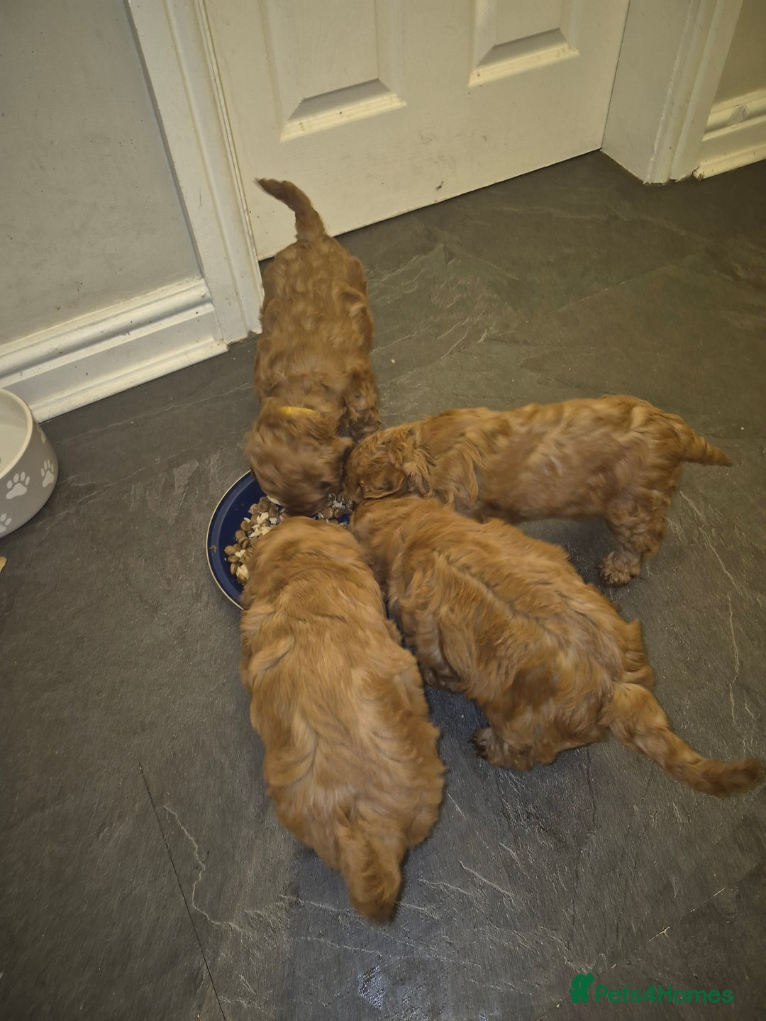 Cockapoo dogs for sale: Adorable fox red f1 toy cockapoo puppies - Advert 8