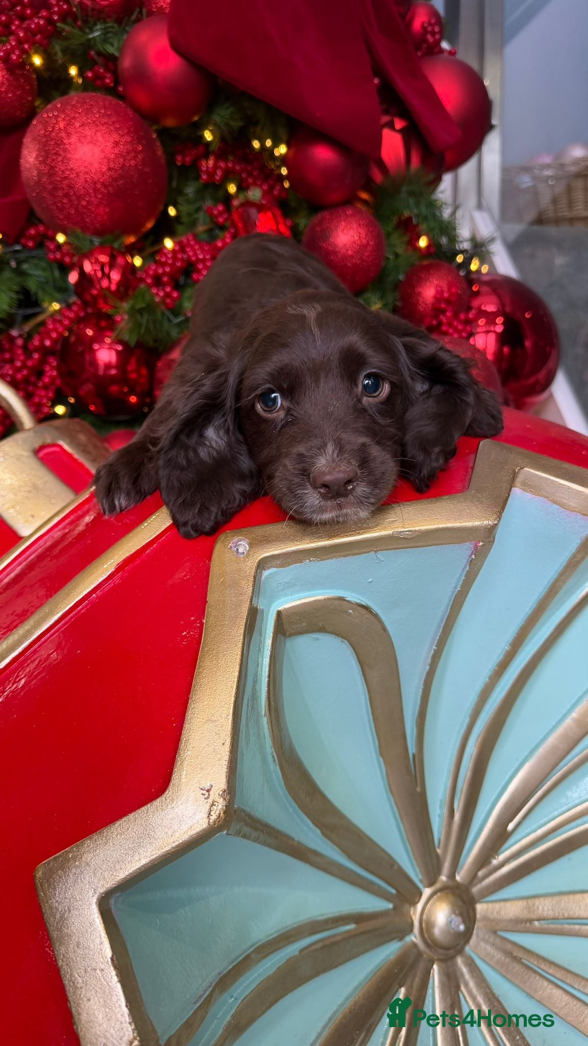 Cocker Spaniel dogs Cocker spaniel puppies ready to leave  - Advert 6