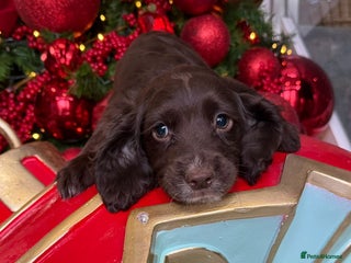 Cocker Spaniel dogs Cocker spaniel puppies ready to leave - Advert 6