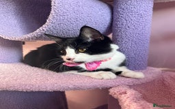 Mixed Breed cats for sale: Aurora £30 with cat carrier and some toys  - Image 1