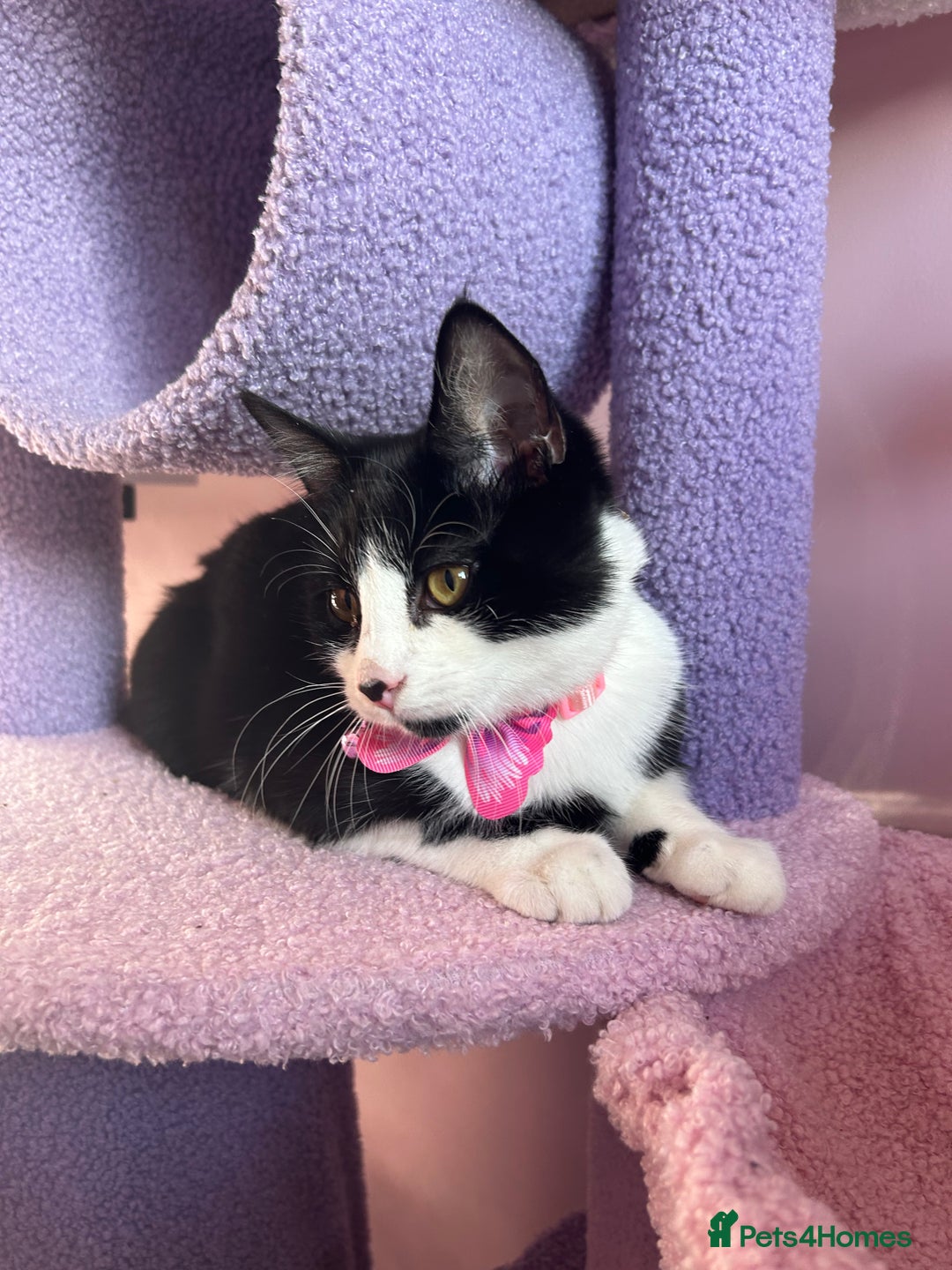 Mixed Breed cats for sale: Aurora £30 with cat carrier and some toys  - Image 1
