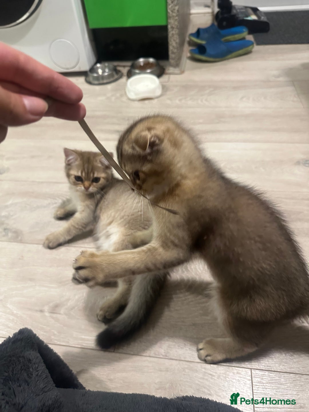 Scottish Fold cats for sale: Scottish fold/straight chinchilla kittens  in Northampton - Image 4