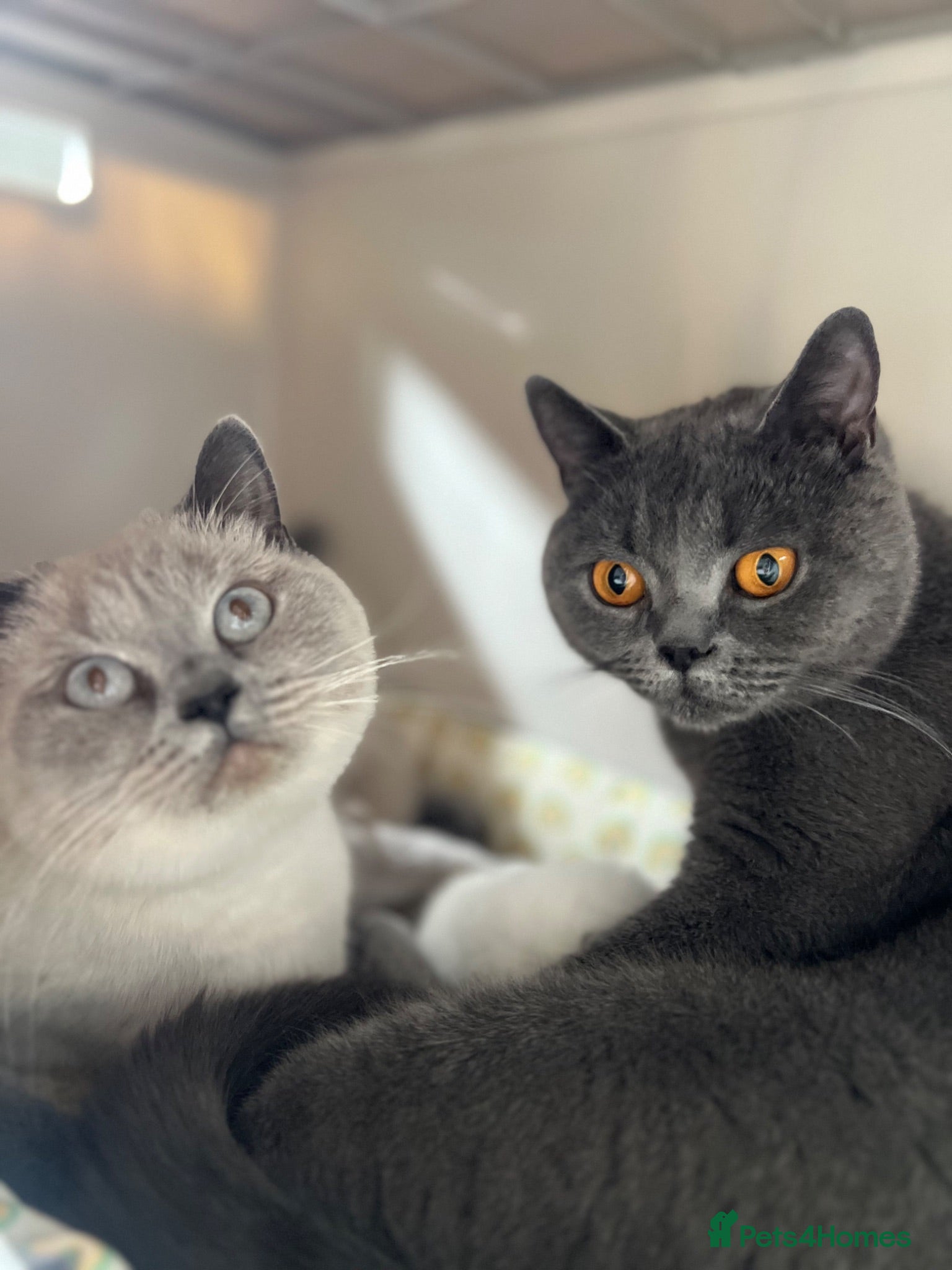 British Shorthair cats GCCF Colour pointed British shorthair   - Advert 2