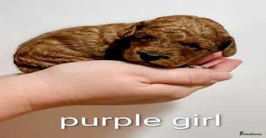 Miniature Poodle dogs - Advert 6