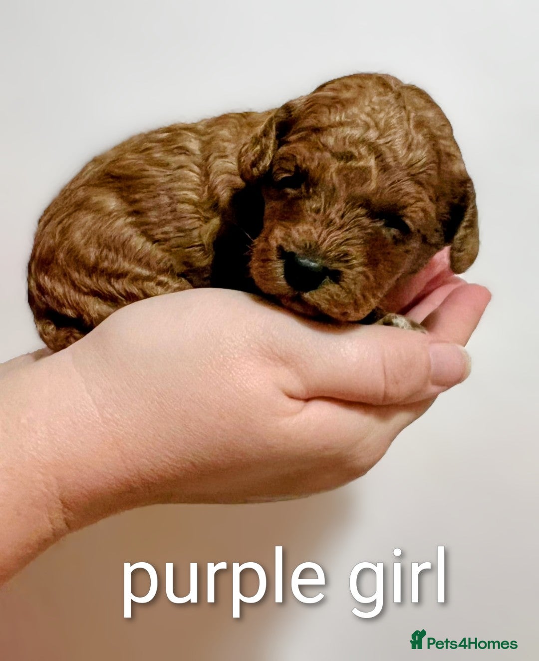 Miniature Poodle dogs for sale: MINIATURE POODLE PUPPIES.   - Advert 24
